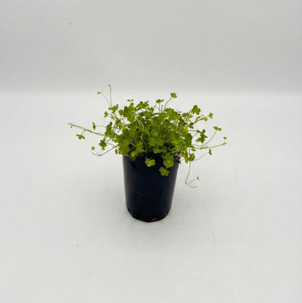 Hydrocotyle Tripartita