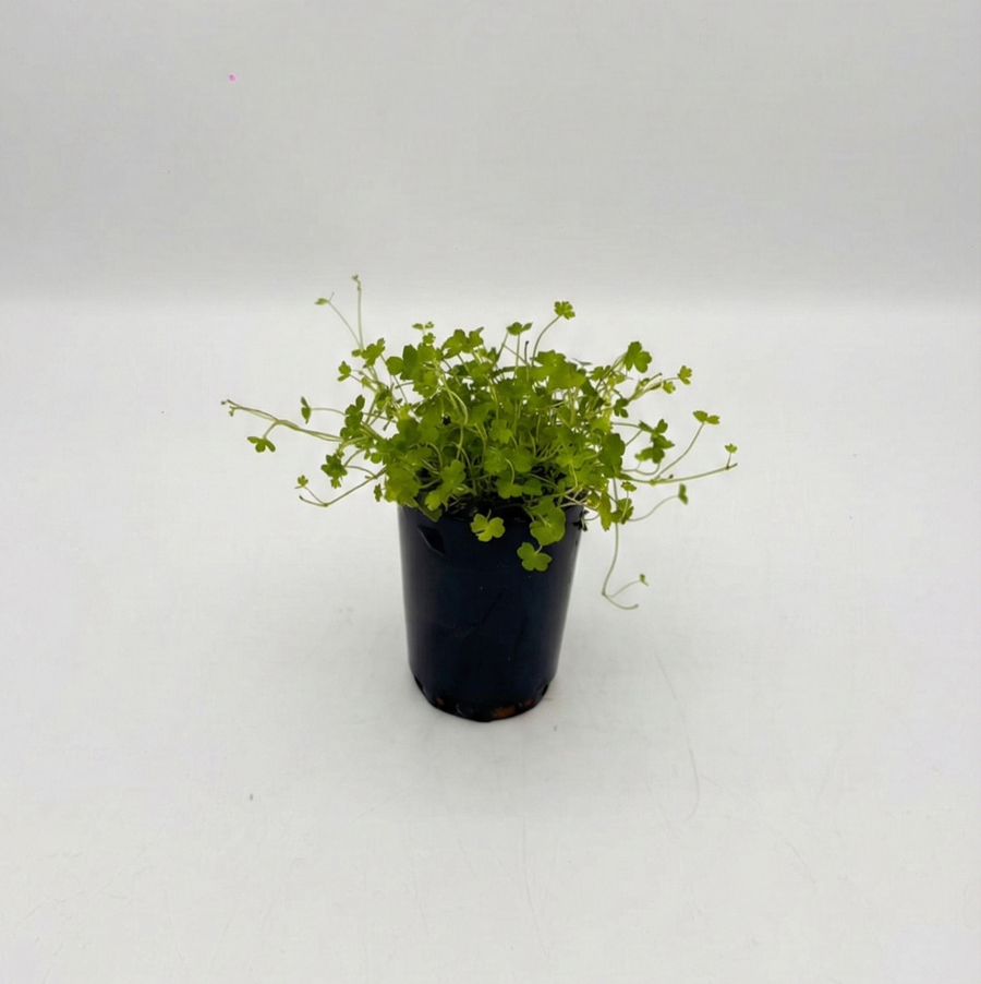 Hydrocotyle Tripartita — live aquatic plant in a planted aquarium