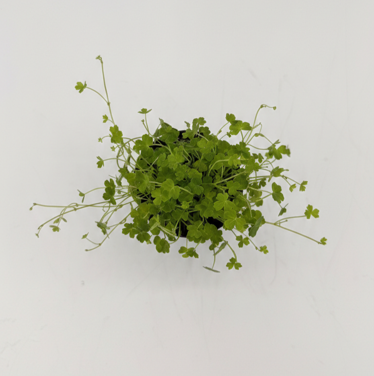Hydrocotyle Tripartita — live aquatic plant in a planted aquarium