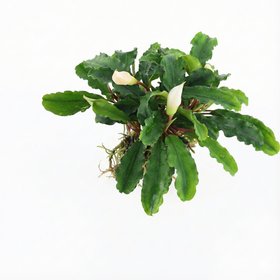 Green plant with white flowers on a white background