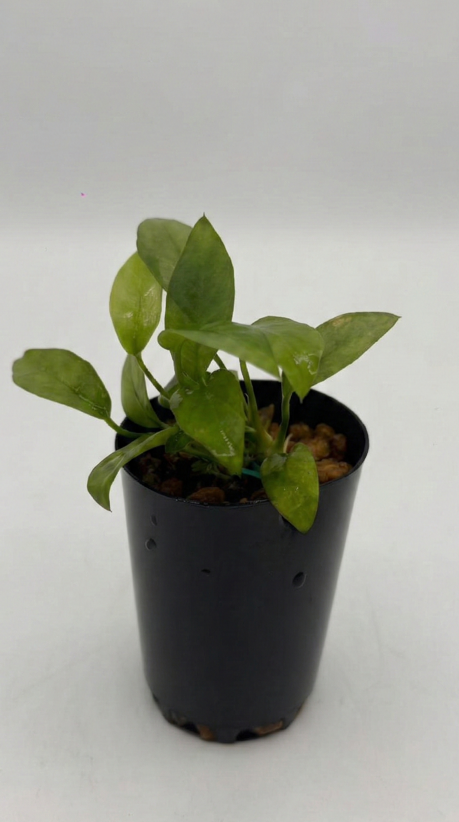 Anubias hastifolia - Large Spear-Leaf — live aquatic plant in a planted aquarium