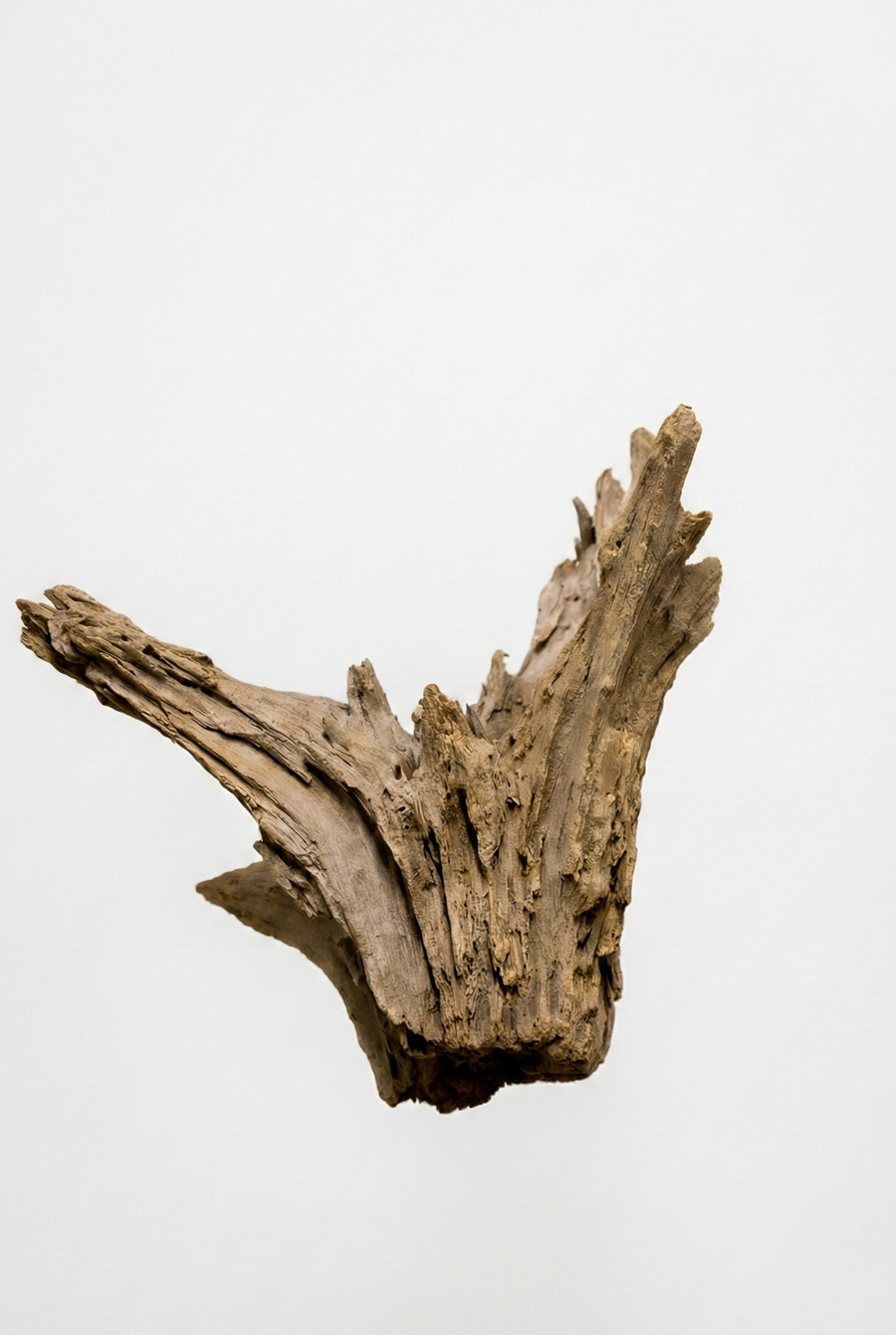 Driftwood piece on a white background