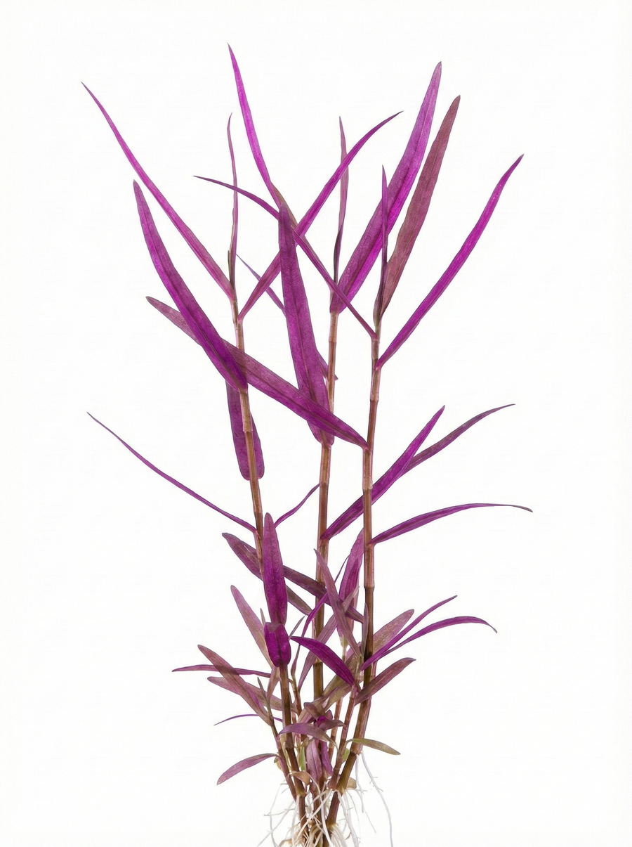 Purple leafed plant on a white background