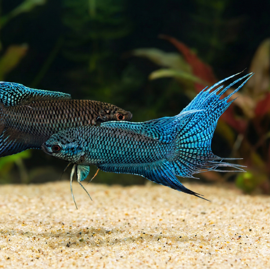 Two blue betta fish in an aquarium setting with a blurred background