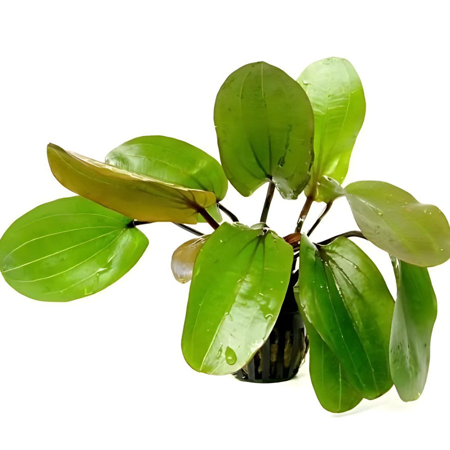 A Echinodorus radican 'Big Bear' plant with bold, large green leaves in an emersed form, indicating it is not underwater.