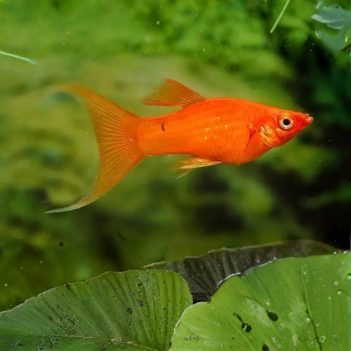 Orange fish swimming in an aquarium with green plants