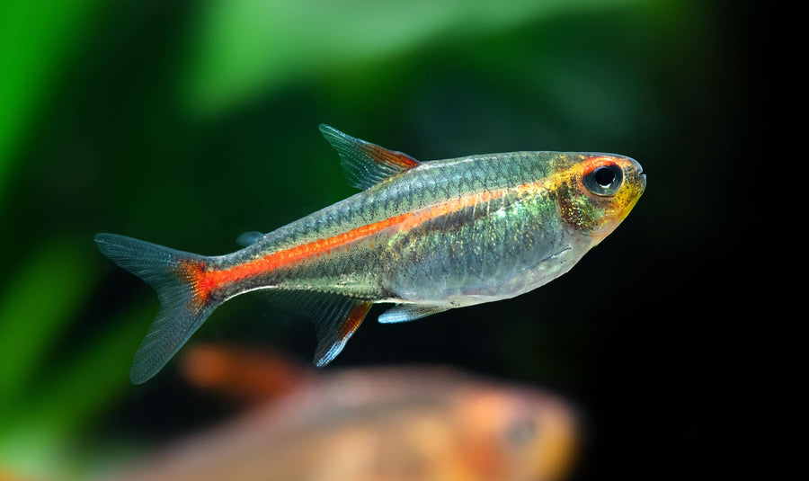 Colorful fish with a red stripe in an aquarium setting