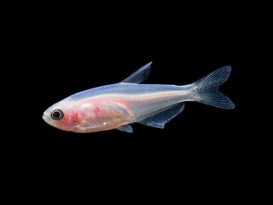 Gold Kerri Tetra