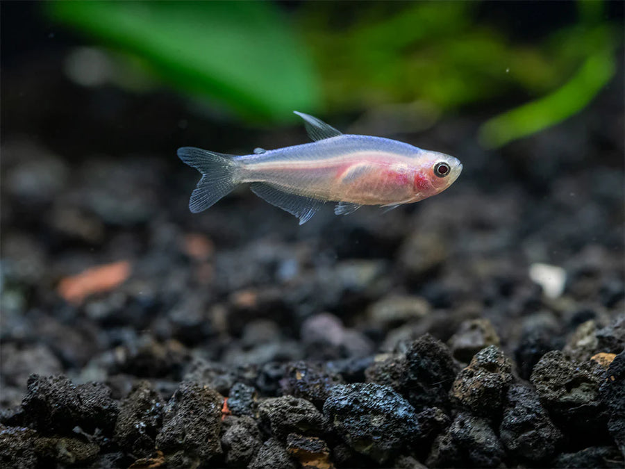 Gold Kerri Tetra