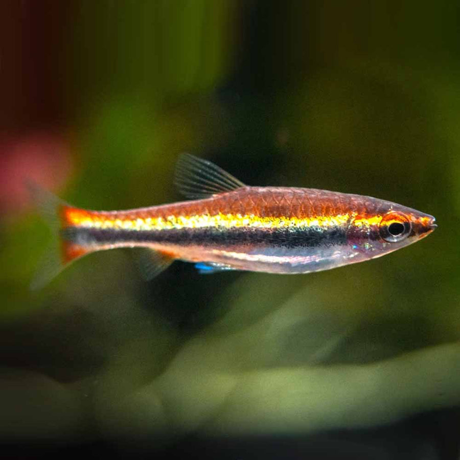 Beckford's Pencilfish