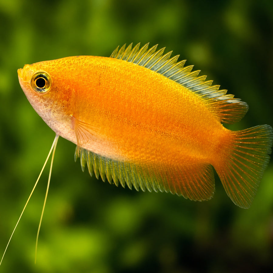 Orange fish with a blurred green background
