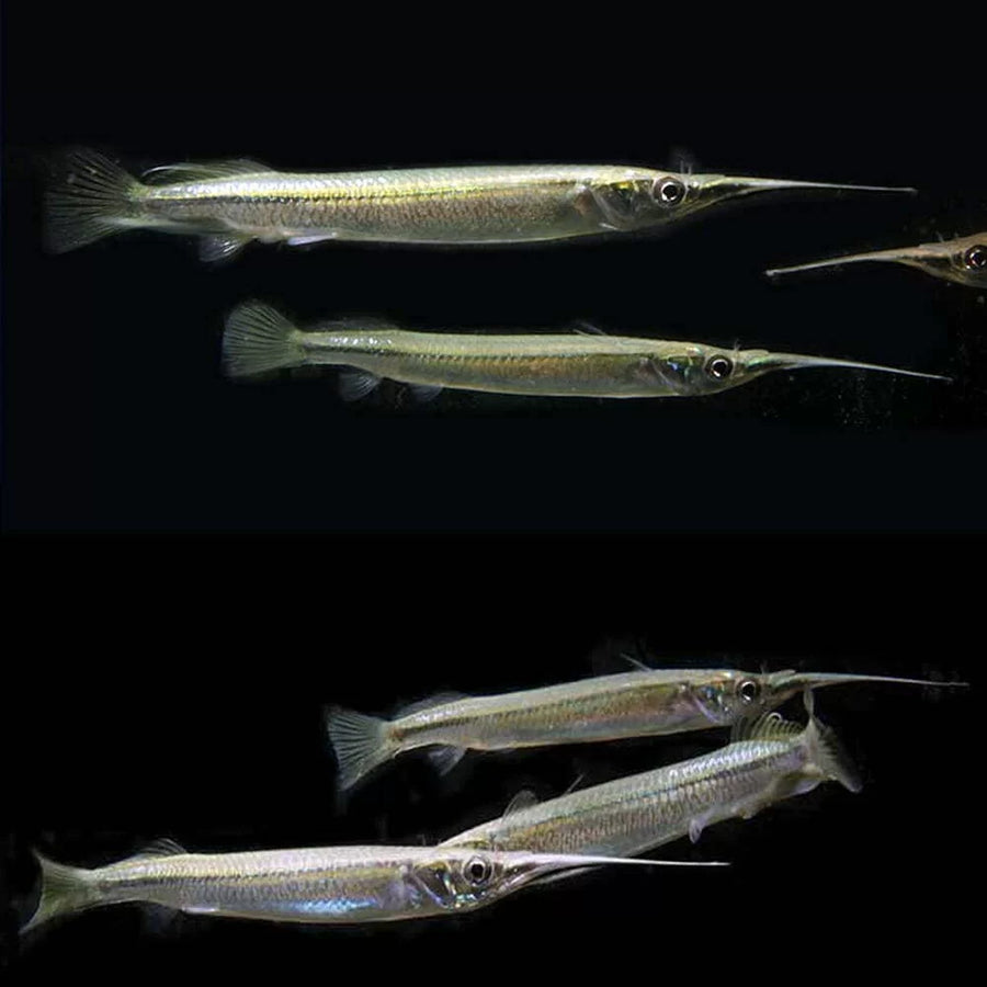 Platinum Halfbeak