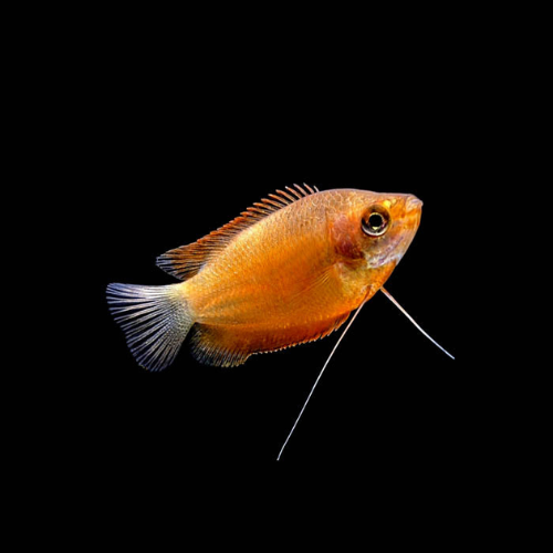 Orange fish with a black background