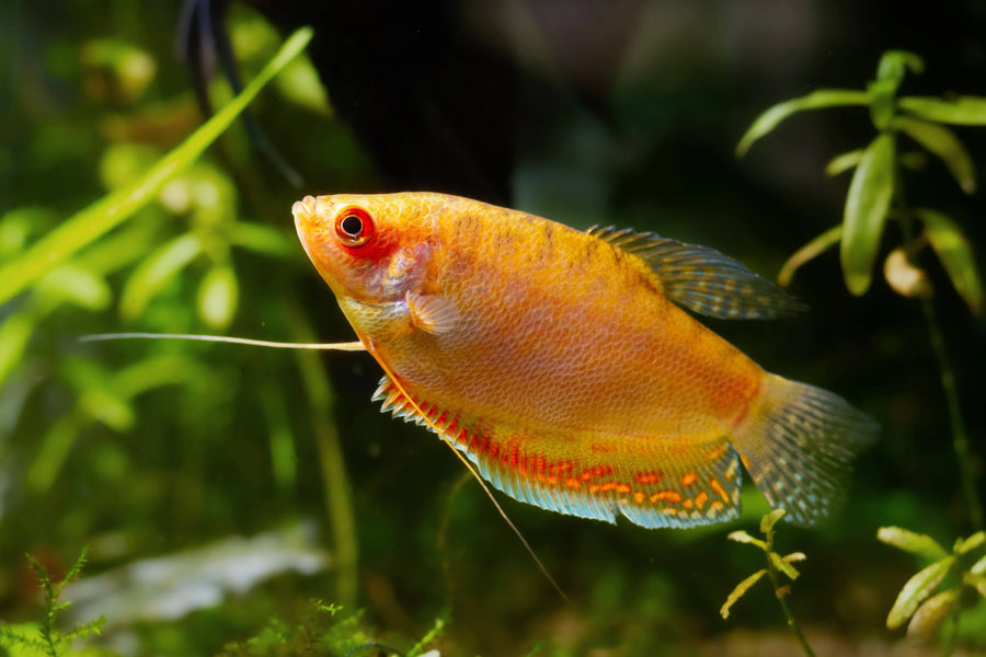 Honey Dwarf Gourami