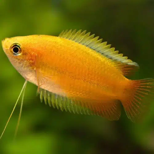 Honey Dwarf Gourami