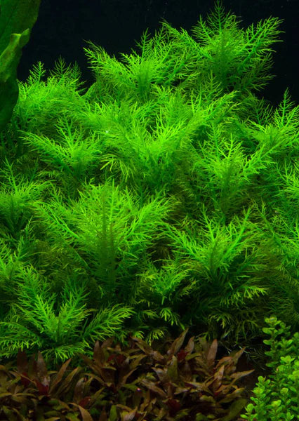 Hygrophila balsamica