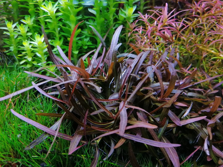 Close-up of purple-leaved plant among greenery