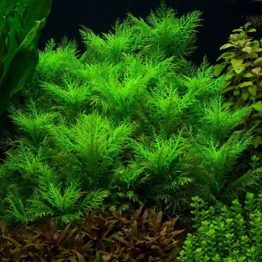 Green aquatic plant 