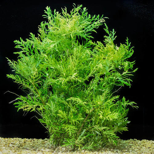Water Wisteria (Hygrophila difformis) - Easy Aquarium Plant