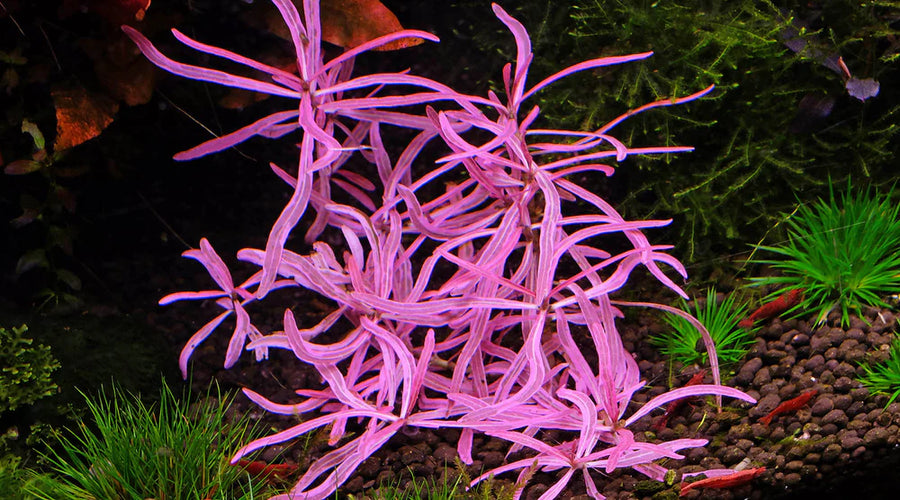 Hygrophila sp. Chai (Submerged)