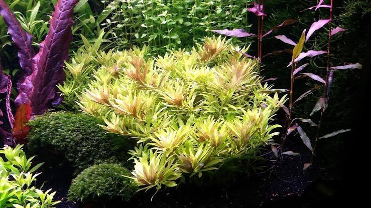 Green aquatic plant with purple and red leaves in a tank setting