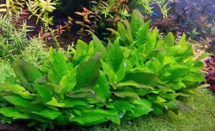 Aquatic plants in an aquarium setting with a focus on green foliage.