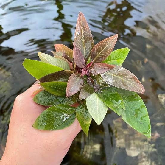 Hand holding a small plant with green and red leaves 