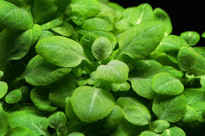 Buy Affordable Lobelia Cardinalis: Fast-Growing Aquarium Plants