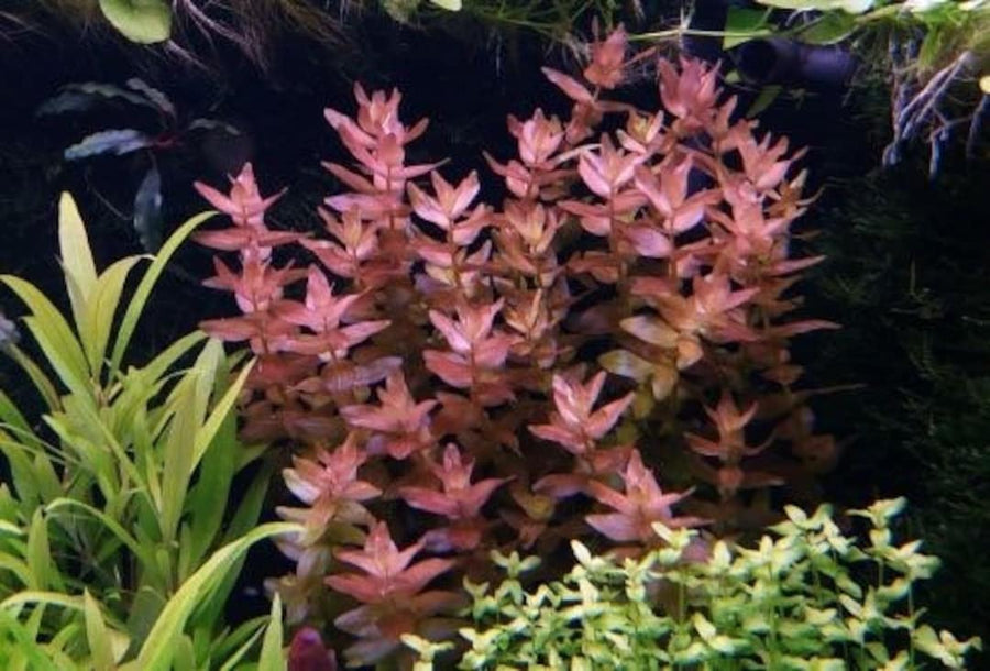 Bacopa caroliniana