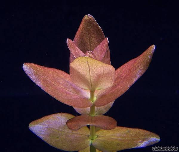 Bacopa caroliniana