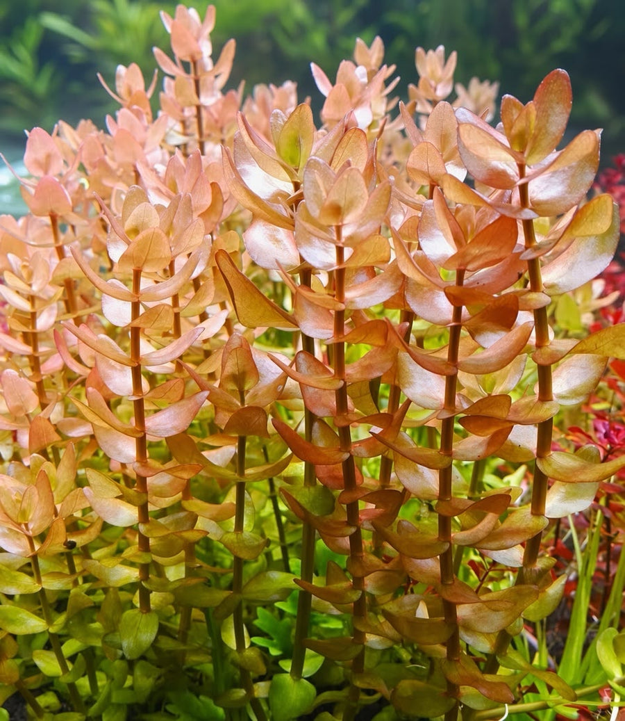 Bacopa caroliniana