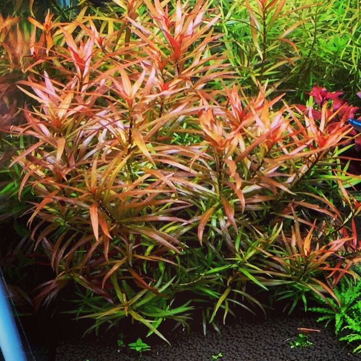 Ludwigia brevipes - Premium Red Stem Plant
