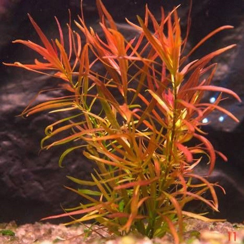 Ludwigia brevipes - Premium Red Stem Plant
