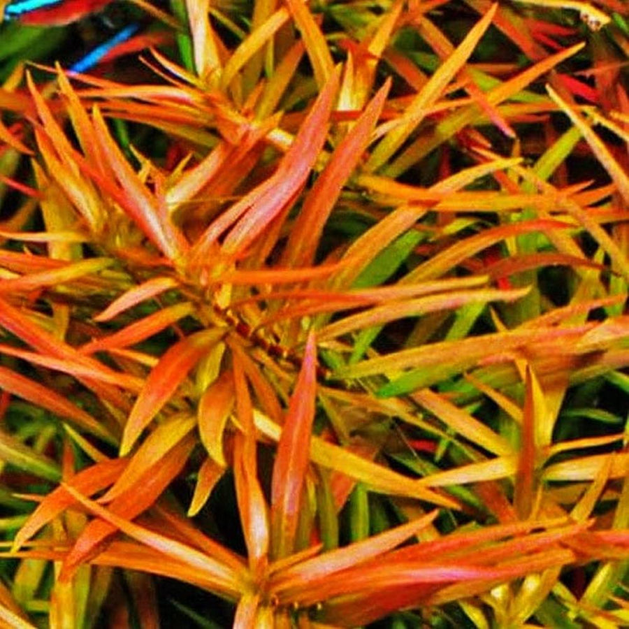 Ludwigia brevipes - Premium Red Stem Plant