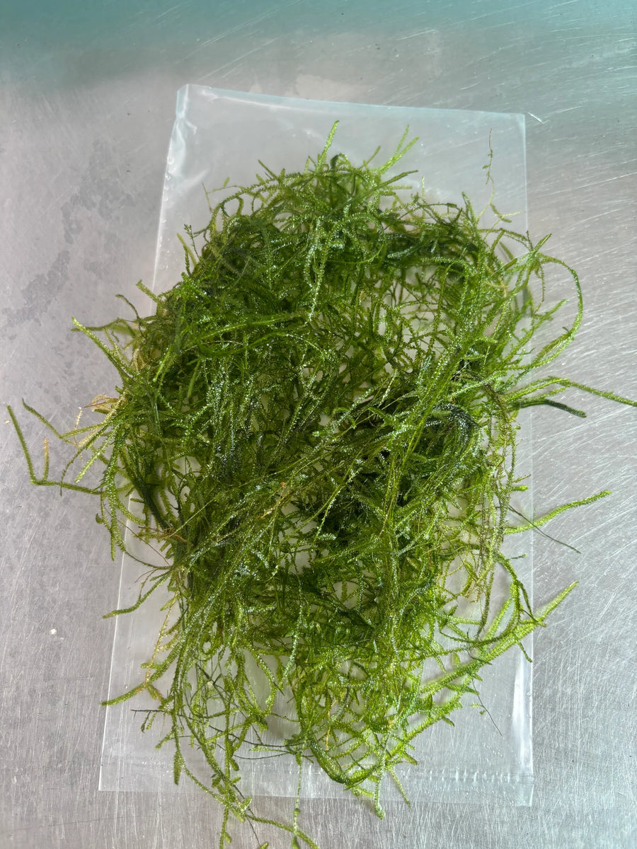 Java Moss