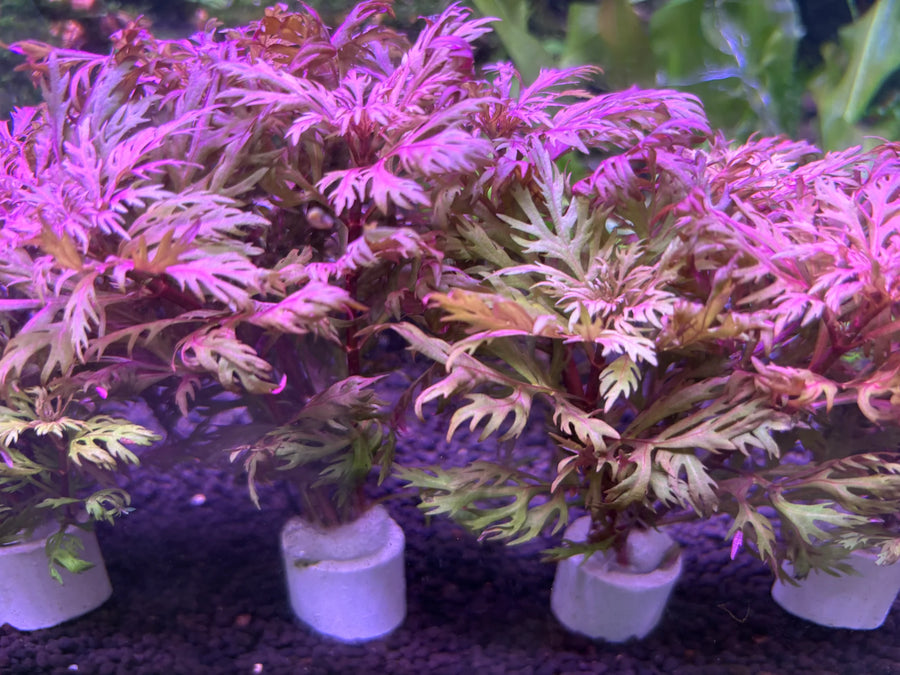 Hyptis Laciniata