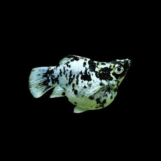 Fish with black and white pattern on a black background