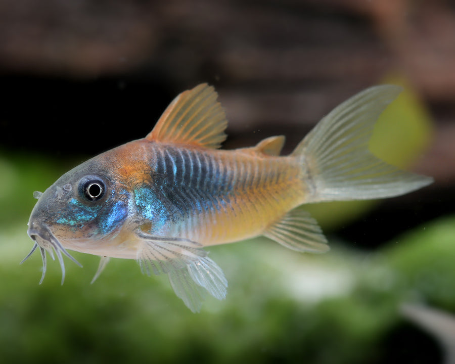 Venezuela Corydoras