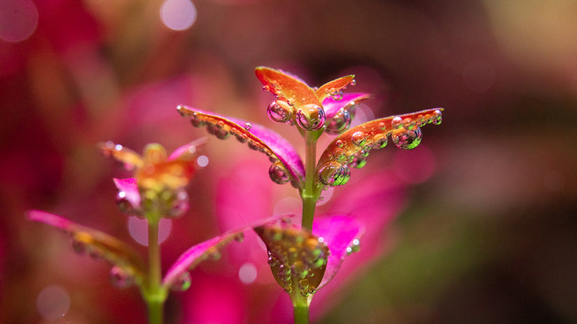 Close-up of a plant with water droplets