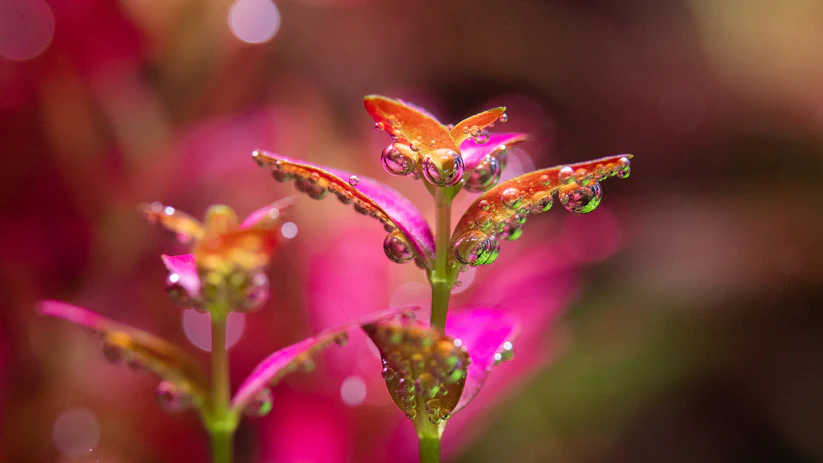 Close-up of a plant with water droplets on its leaves