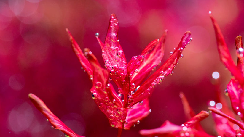 Close-up of red leaves with water droplets against