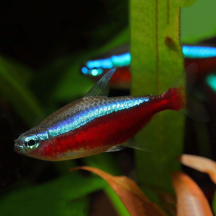 Cardinal Tetra