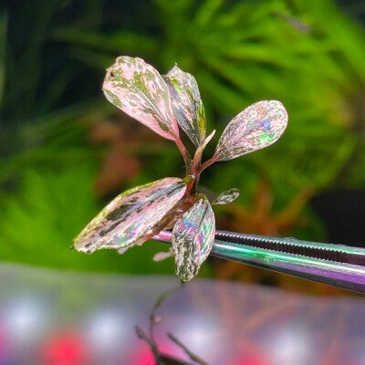 Variegated Bucephalendra