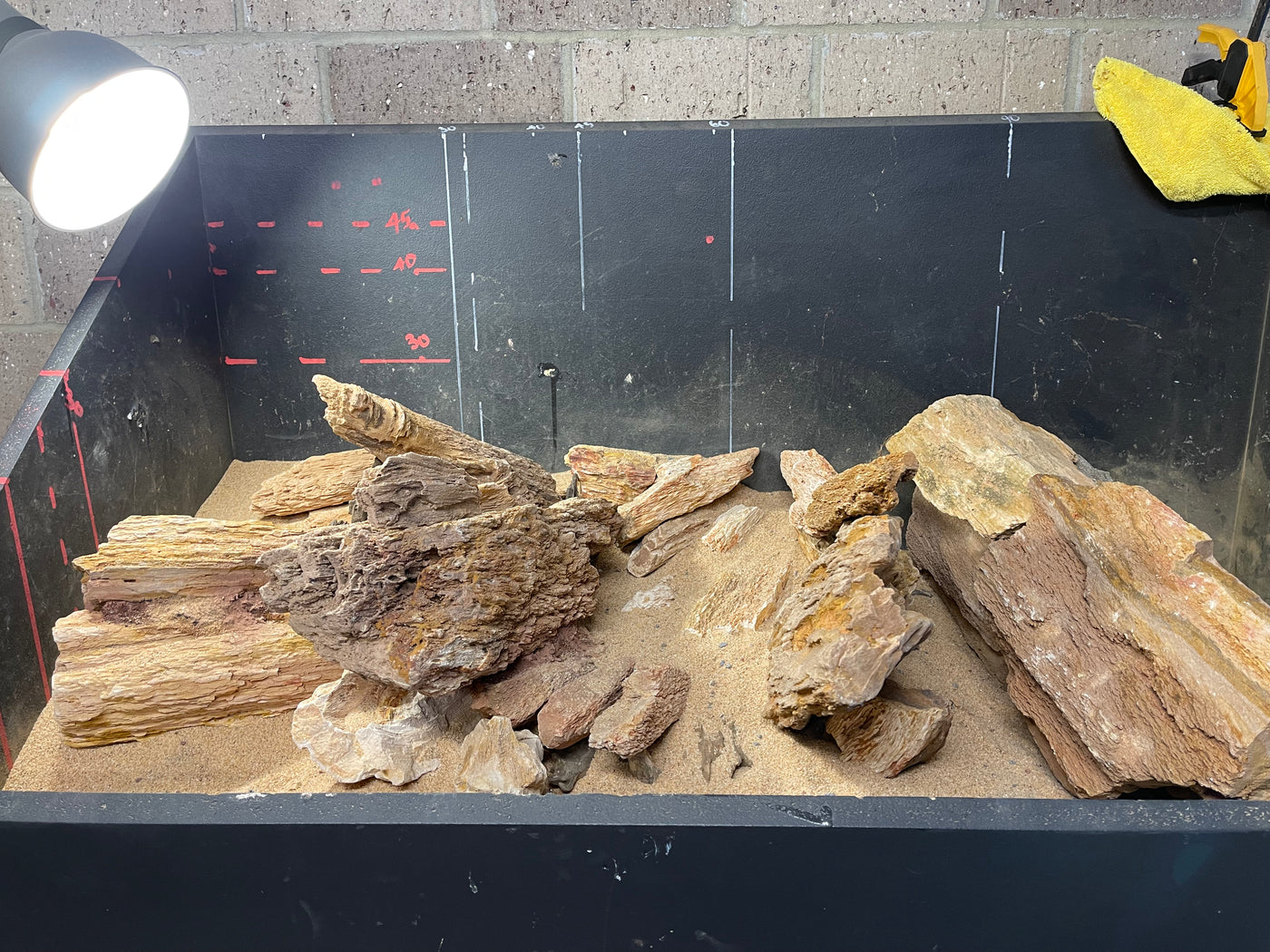 Red Fossil Wood, view 7