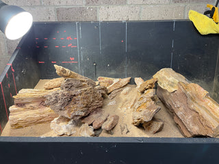 Buy Red Fossil Wood for Aquarium