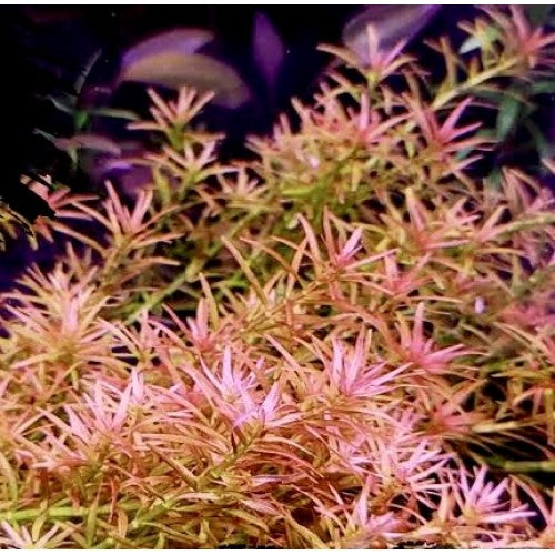 Rotala Mexicana Goias - Vibrant Orange-Red Aquarium Plant