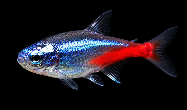 Diamond Head Neon Tetra (Paracheirodon innesi)