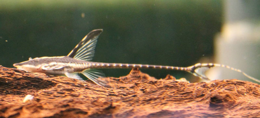 Royal Whiptail