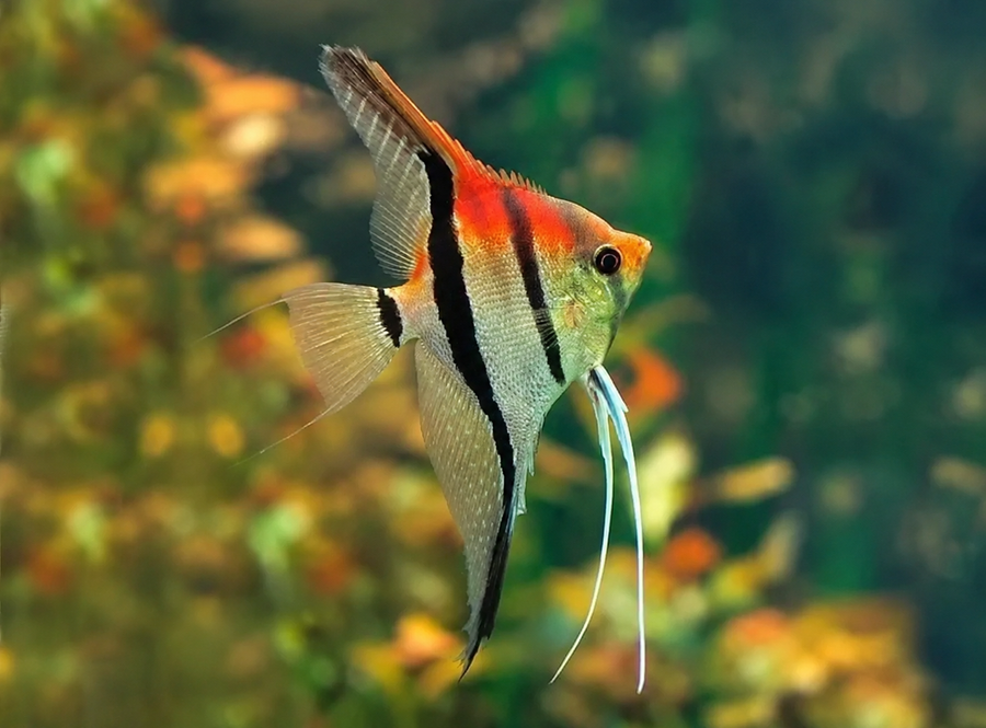 Assorted Amapa Angelfish