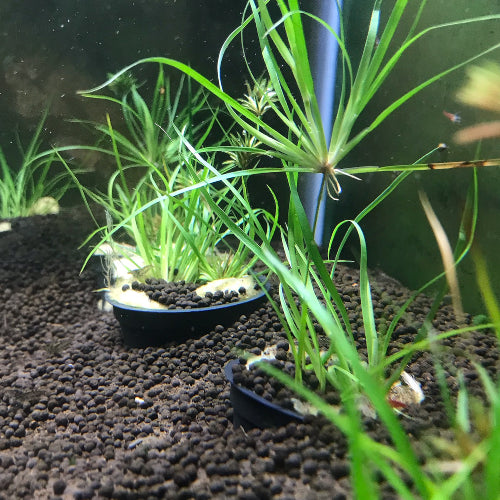 Juncus Repens